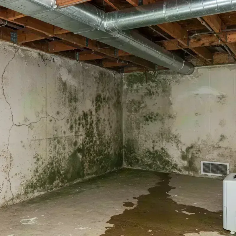 Professional Mold Removal in South Thomaston, ME